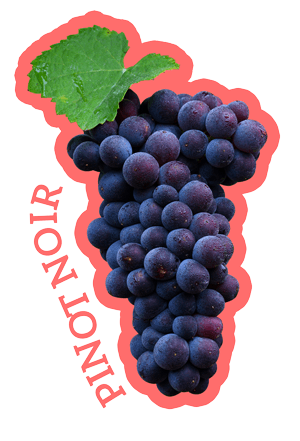 Bild Pinot Noir Trauben